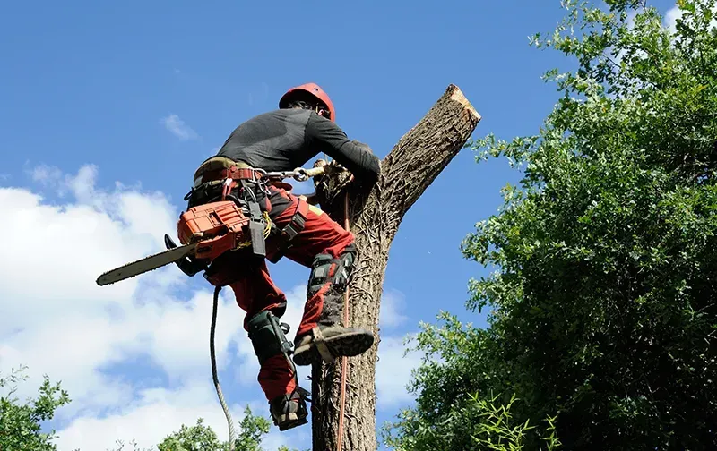 Élagage près de La Teste-de-Buch