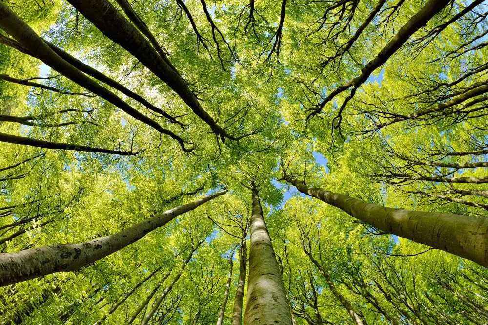 Haubanage près de La Teste-de-Buch