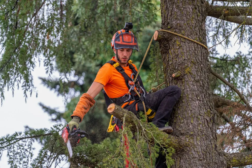 Taille d'arbres près de La Teste-de-Buch